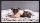 Akusztik lábtörlő kutya cica 40 x 60 cm