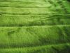 Grün extra vastag zöld pléd takaró