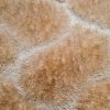 Felicite Shaggy szőnyeg arany barna 125 x 200 cm