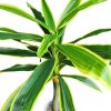 Valkonya mű dracaena sárkányfa élethű műfa műnövény 150 cm