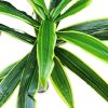 Valkonya mű dracaena sárkányfa élethű műfa műnövény 150 cm